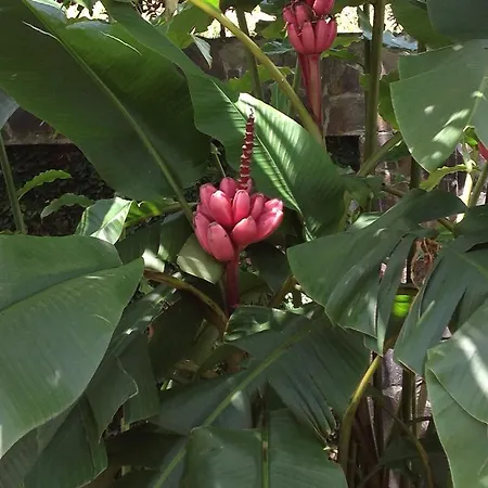 Heliconia Hall