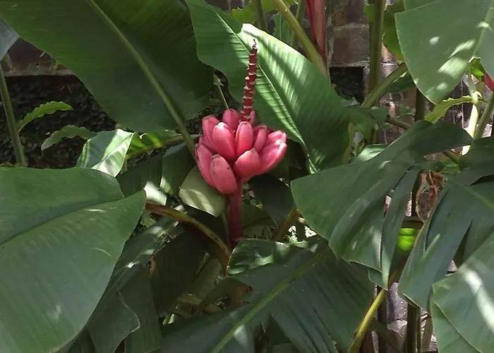 Bed and breakfast Heliconia Hall