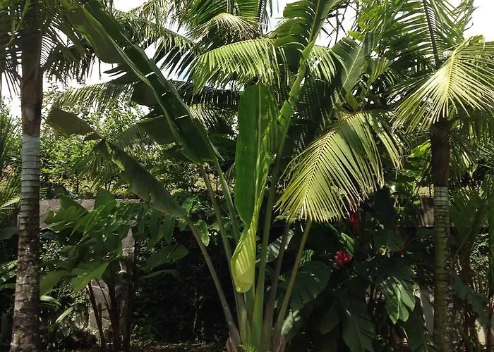 Bed and breakfast Heliconia Hall 3*