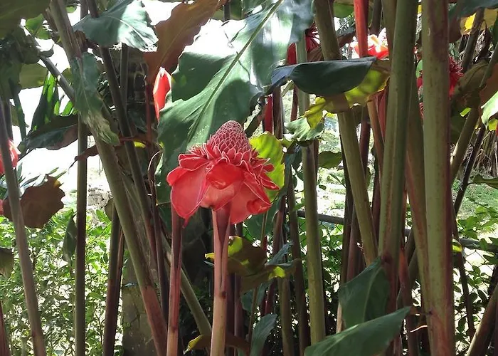 Heliconia Hall Bed and breakfast 3*